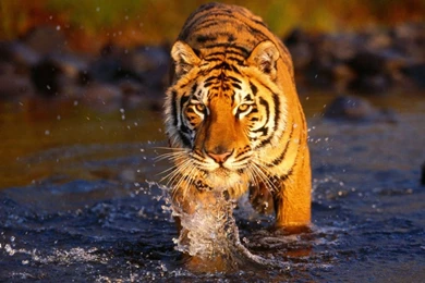 Bengal Tiger In The Water 1680x1050 Wallpapers,Tiger 1680x1050 ...