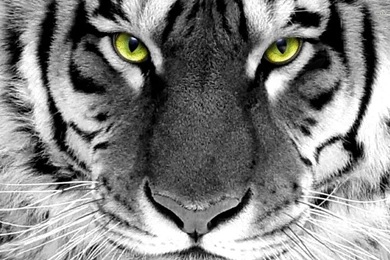 Tiger Wallpapers   Animal Wallpapers