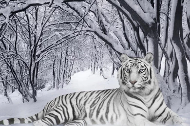 Bengal Tiger In The Snow Desktop Wallpapers