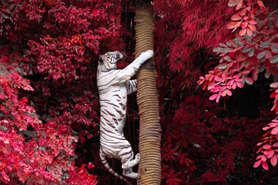 White Tiger HD Wallpapers For Desktop & Mobile Download
