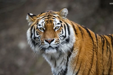 Attentive Tiger Wallpapers   Animal Wallpapers