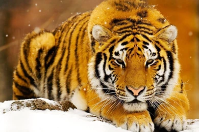 Tiger Wallpapers   Animal Wallpapers