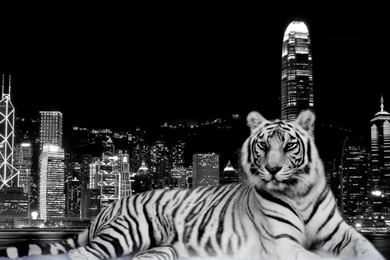 Download City Tiger Wallpapers Tigers Animals Wallpapers 1680x1050 ...