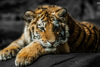 Tiger Cub Resting On A Rock Wallpapers   Animal Wallpapers