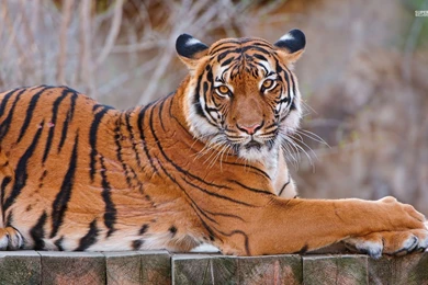 Sumatran Tiger Wallpapers   Animal Wallpapers