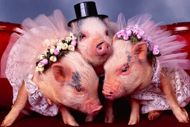 Free Wallpapers   Free Animal Wallpapers   Lovely Pig Wallpapers ...