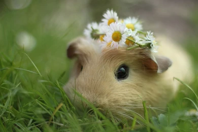 General Guinea Pig Desktop Wallpapers