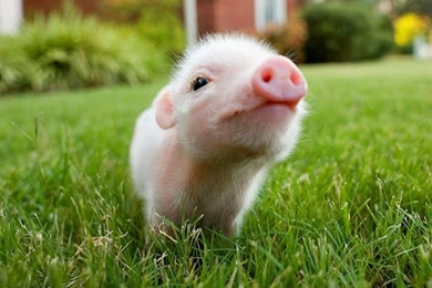 I'm A Little Piggie, Short And Stout Wallpapers