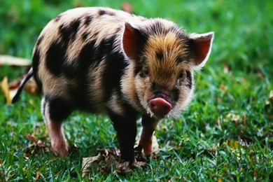 Desktop Wallpapers · Gallery · Animals · Spotted Pig