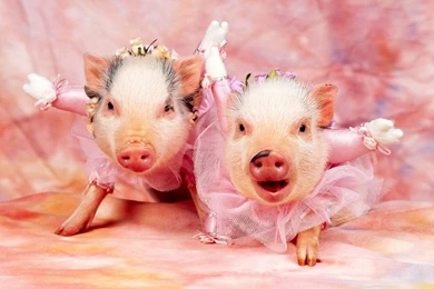 Pictures Of Pigs   HD Wallpapers Lovely