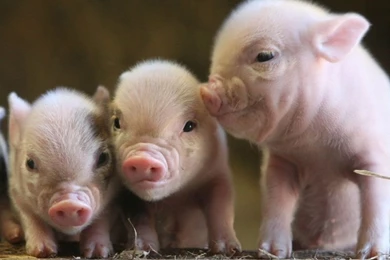 Pictures Of Pigs   HD Wallpapers Lovely