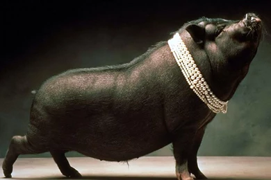 Black pig wallpaper.jpg