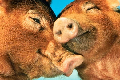 Pigs Wallapper Free Desktop Backgrounds   Free Wallpapers Image