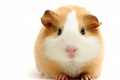 Free Wallpapers Guinea Pig Head Close Up Wallpapers