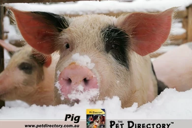 The Pet Directory Australia: World's Largest Online Pet Directory ...