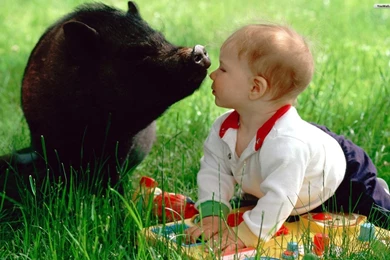 YouWall   The Baby And The Pig Wallpapers   Wallpaper,wallpapers ...