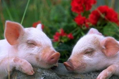 CUTE SLEEPING PIG S WALLPAPER   (