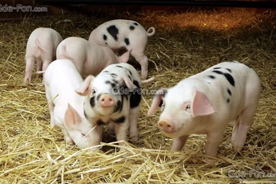 375429_svinya_xlev_seno_1680x1050_www.Gde Fon.com.jpg