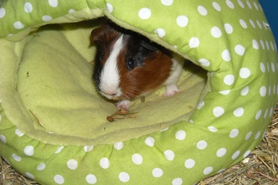 All New Pix1: Pig Wallpapers Free Download