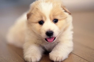 Cute Pictures Of Puppies   HD Wallpapers Lovely