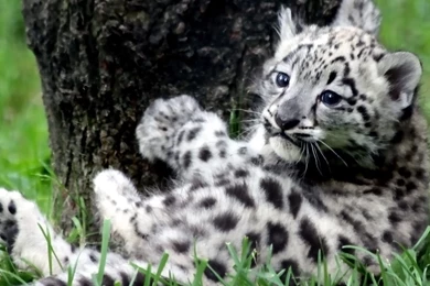 White Tiger Wallpapers Hd Wallpapers 1080p