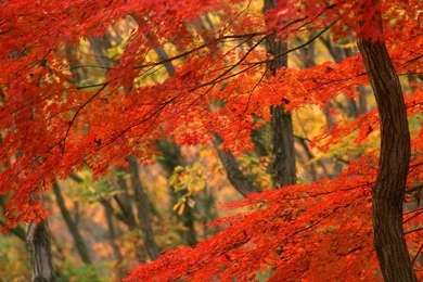 autumn wallpapers free for desktop desktop background