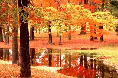 Autumn Wallpapers Free For Desktop