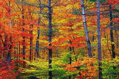 Autumn Desktop Wallpapers Widescreen