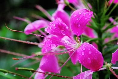 Rain On Flowers Wallpapers