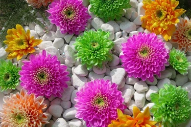 Download Beautiful Superb Flowers Wallpapers