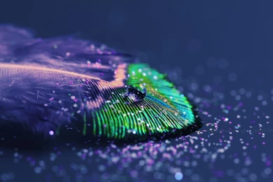 Peacock Feather Desktop Wallpapers