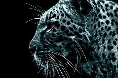 Black Tiger iPhone 4 Wallpapers