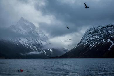Norway Bay Bakin Mountains Birds Desktop Backgrounds >> HD ...