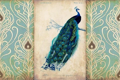 Peacock Wallpapers And Peacock Backgrounds 1 Of 1