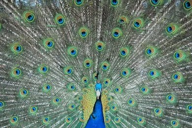 Desktop Peacock Backgrounds Dowload