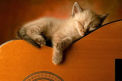 1920x1080 Kitty Sleep On Guitar Wallpapers