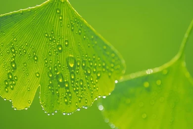 Desktop Wallpapers · Gallery · HD Notebook · Exotic Leaves Laptop ...