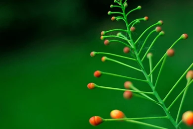 Lush Desktop Backgrounds Picture 1280x1024 Laptop Wallpaper