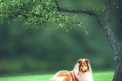 Collie Dog Wallpaper HD.jpg