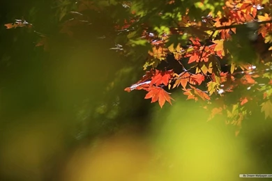 Free Wallpapers 17   Best Wallpapers Collection