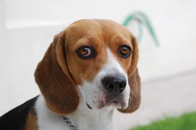 Big Eyes Dog Wallpaper Backgrounds Dogs Wallpaper Backgrounds ...