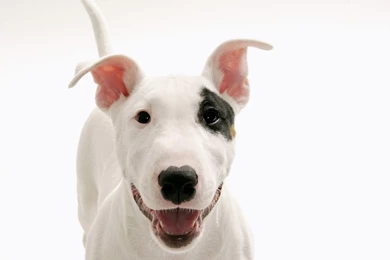 Cute baby dogs wallpaper hd download.jpg