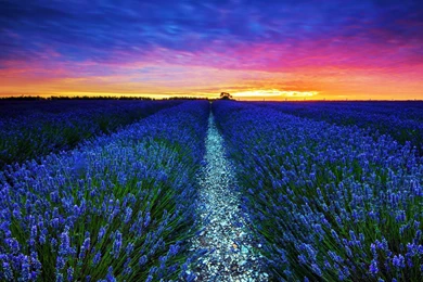 Fields: Lavender Field Flowers Sunset Agriculture Sky Blossoms ...
