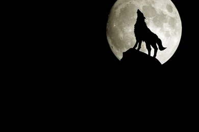 3D Wolf Wallpapers 1024x768 Wallpapers, 1024x768 Wallpapers ...