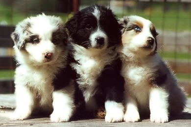 Desktop Wallpapers · Gallery · HD Notebook · Puppies Netbook ...