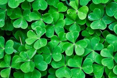 Winter Mountain Peak Pine Forest Line iPhone 6 Plus HD Wallpapers ...