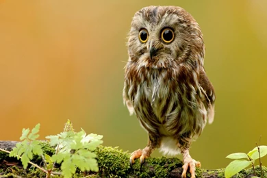 Little Owl HD Wallpapers For Desktop Of Cute Baby Owl