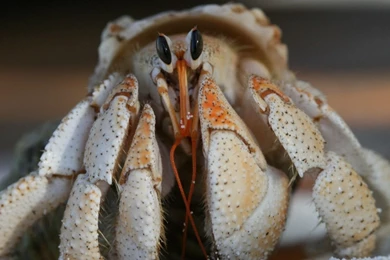 1280x800 Funny Crab Desktop PC And Mac Wallpapers