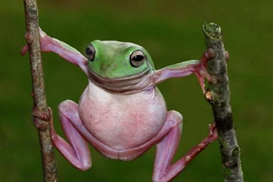 Funny Frog Wallpapers 1280x800 Wallpapers,Frog 1280x800 Wallpapers ...