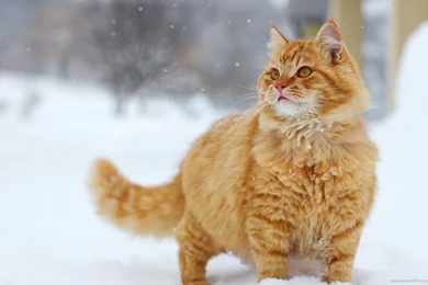 Download 1366x768 Red Cat Loves Winter Wallpapers